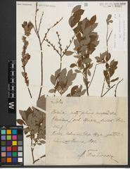 Foto von Salix starkeana Willd.
